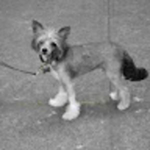 Meet your Posher, Khaleah